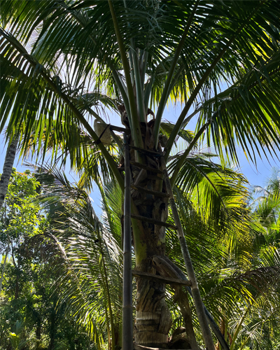 Coconut is the fondation of the world