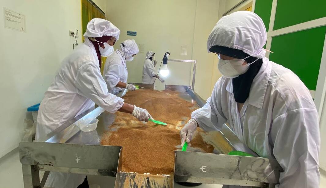 Ensuring Hygiene in Coconut Sugar Production